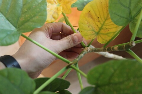 ベンジャミン・スターライトの葉焼け対策と育成ポイント