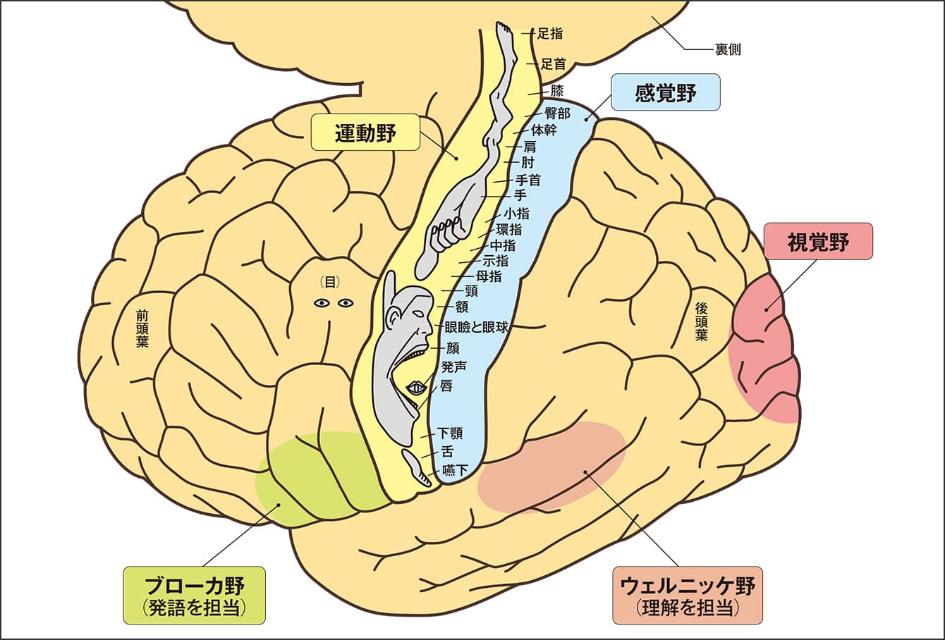 保存版！ 臓器や骨の名前って英語でなんて言うの？チャコナ先生のイラストで覚えよう！vol.14レバウェル看護 お役立ち情報