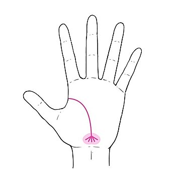 手相の指の意味は？長さや太さ、形の読み解き方について解説！日本占い師協会 JFTA
