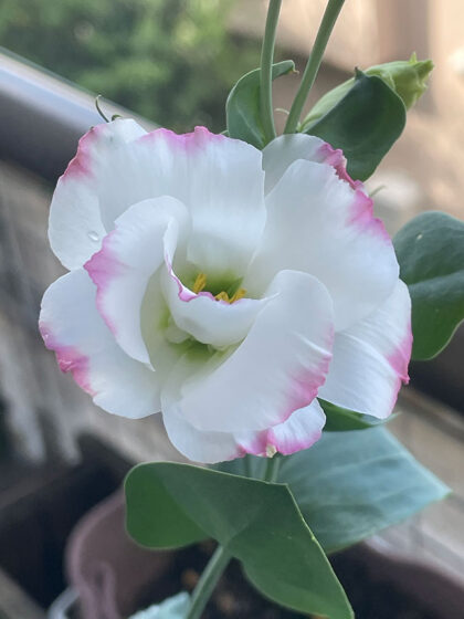 冬越しした苗から育てるトルコキキョウそだレポ 栽培レポート byぶどういちごみんなの趣味の園芸