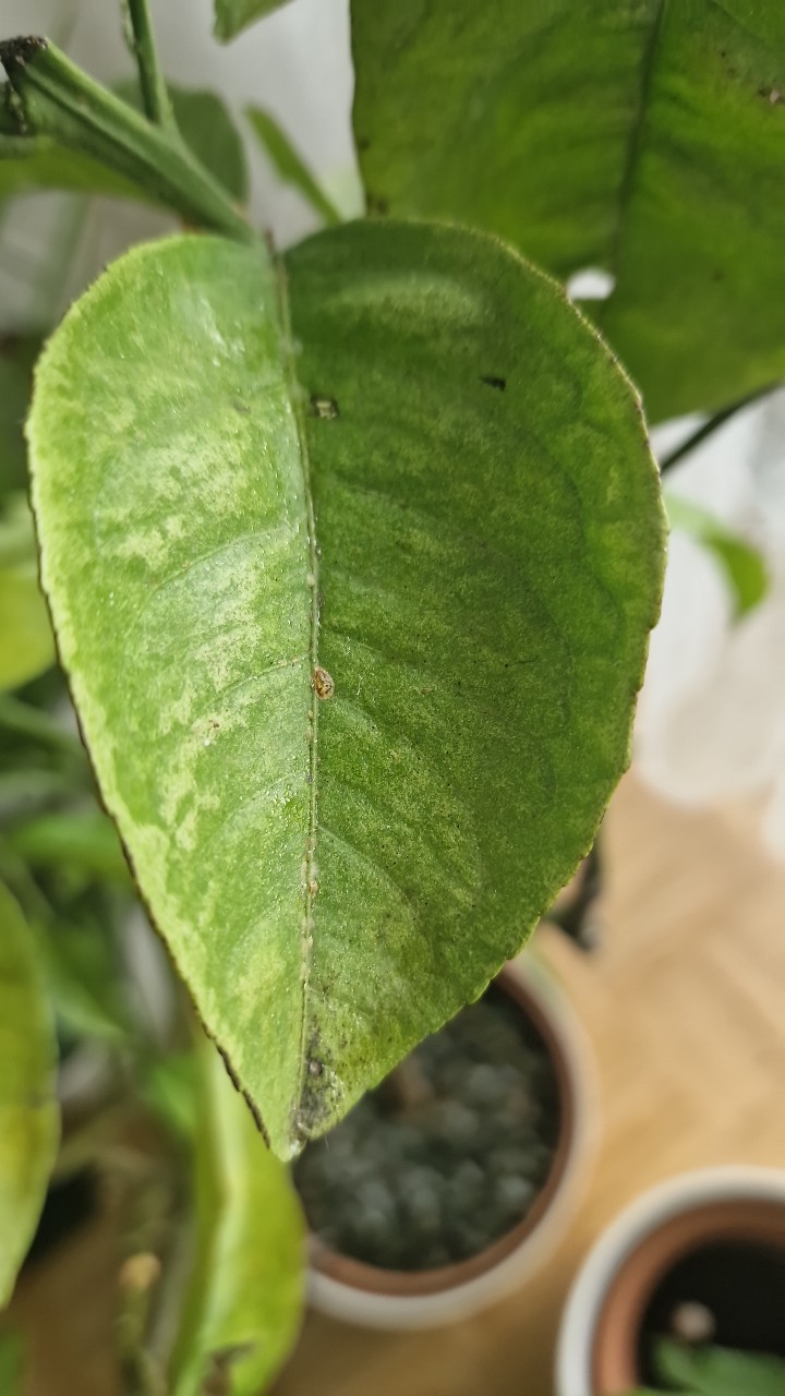 鉢植えで育ててるレモンなんですが葉っぱの黒ずみが消えずにい 園芸相談Q＆Aみんなの趣味の園芸