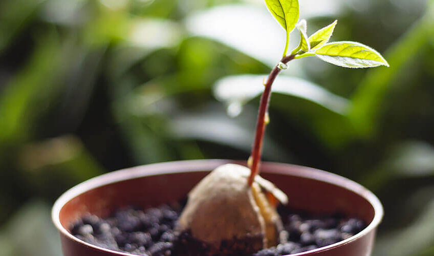 アボカドの育て方種の植え付けから詳しく解説！水耕栽培のコツもとなりのカインズさん