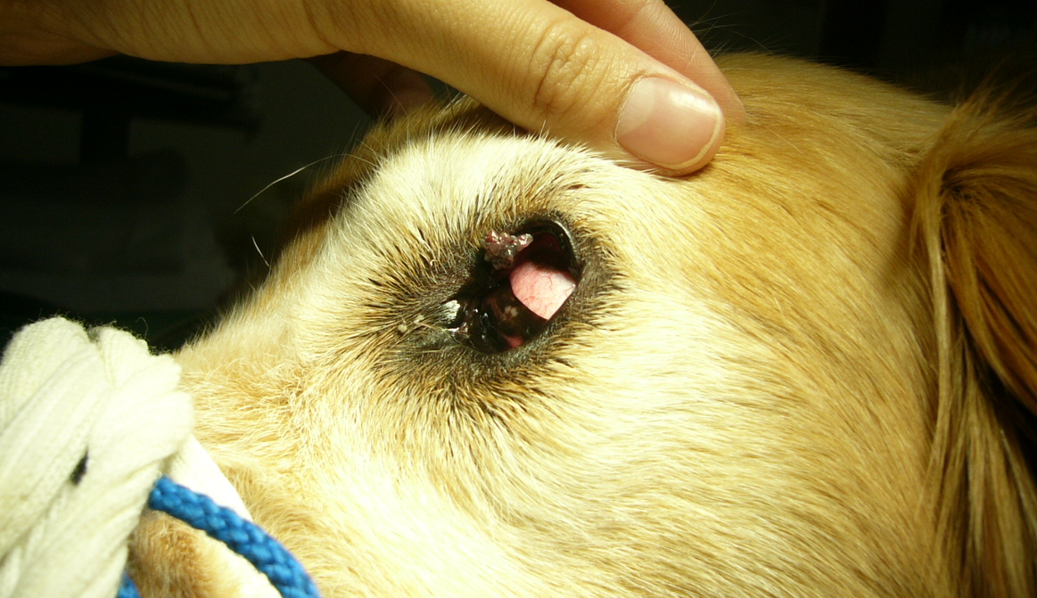 ものもらい？ - オークどうぶつ病院 オークどうぶつ病院けやき 福岡市 犬・猫・エキゾチックの診察・治療 健康診断 ペットホテル 獣医師求人情報