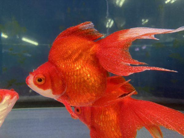 魚の病気と治療薬チャーム