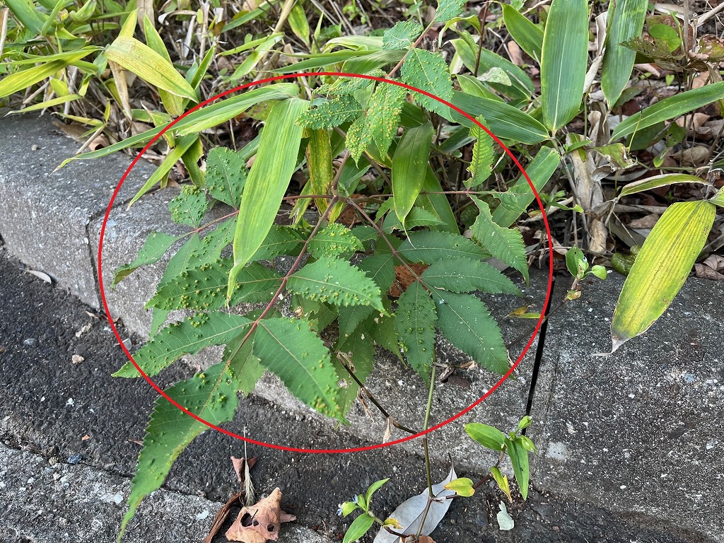 タラノキとヤマウルシ - 鹿沢インフォメーションセンタ