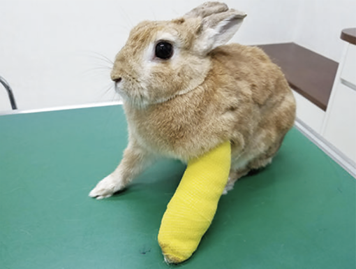 YILハイパーブックレット-ヴェテリナリマニュアル「ウサギ-解剖-胸腹腔臓器」EIC S