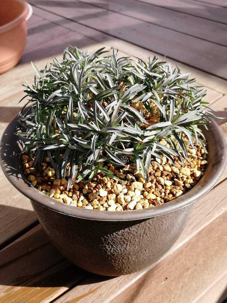 メロンパイの「ナデシコ 