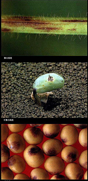 枝豆の病害虫 By H.HOKARI