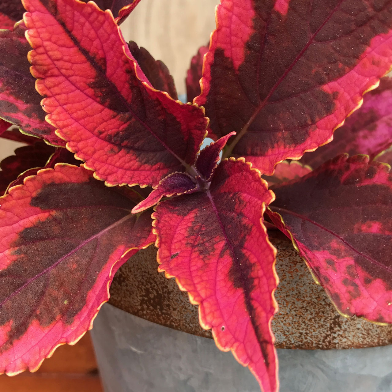 コリウスカラーリーフ商品一覧株式会社ハルディンJardin Co., Ltd.