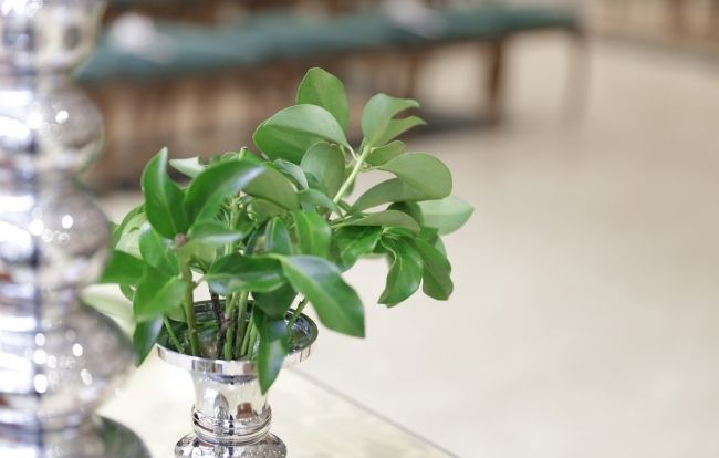 シキミの特徴や育て方、香りの印象等の紹介 仏前草