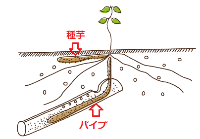 ベランダでもOK 長芋農家さん直伝、誰でもできる長芋栽培法