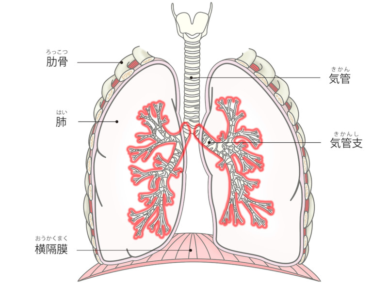 呼吸器系│からだのしくみを調べる - 医療総合QLife