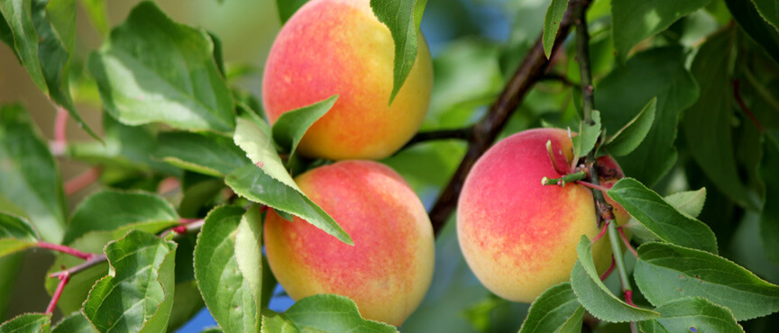 梅エキスの生活習慣病 糖尿病、高脂血症 に及ぼす効果紀州梅効能研究会 梅・梅干・梅リグナン