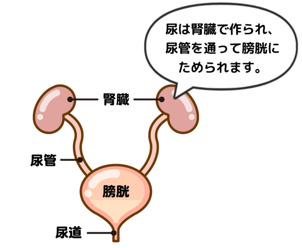 尿検査 試験紙検査 の説明スライド - 医療のイラスト・写真・動画、素材販売サイトのメディック medick