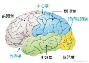 溝状舌 こうじょうぜつ とは 溝状舌の痛みの原因と対処法