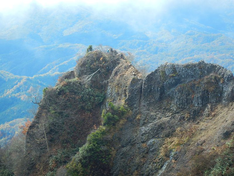 アリの衛生兵がすごい！仲間を救うため足の切断手術を行うフロリダオオアリ、成功率は90％カラパイア