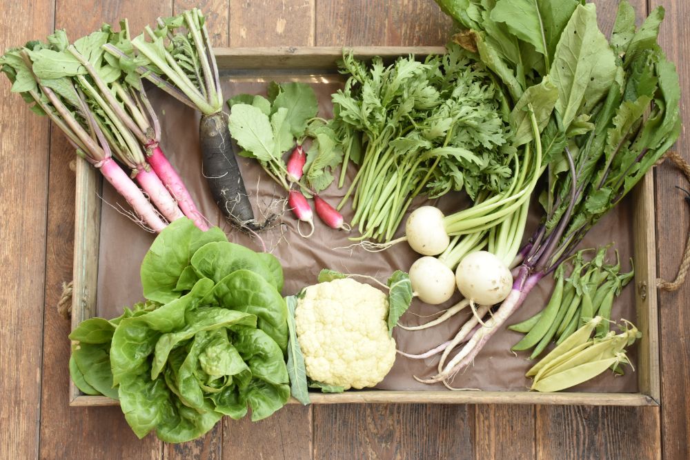 プランターでできる野菜づくり旭川市