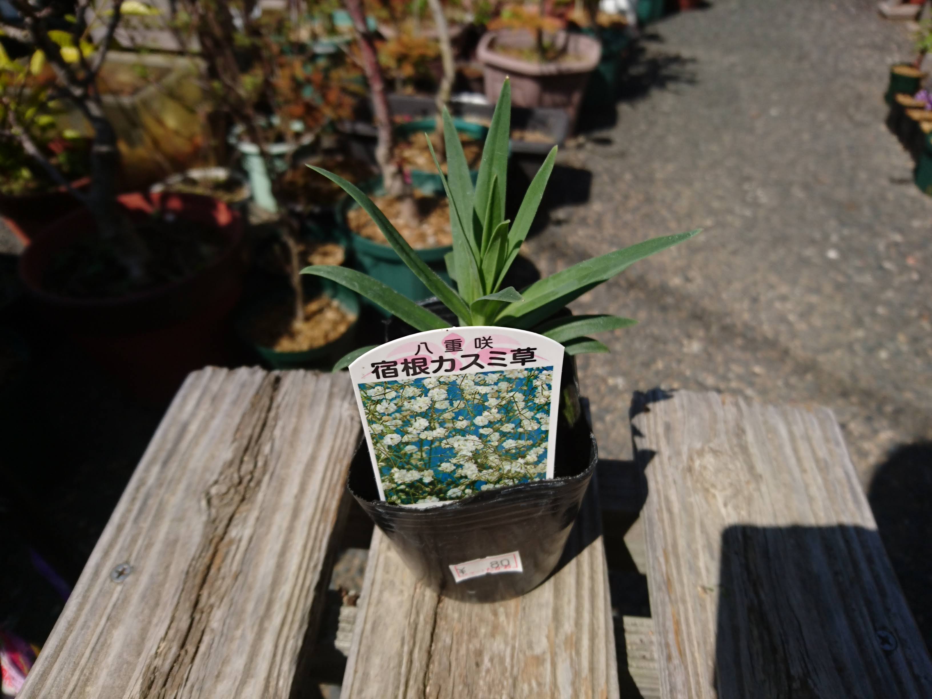 宿根カスミソウ スノーフレーク 苗 販売 苗木部 By 花ひろばオンライン