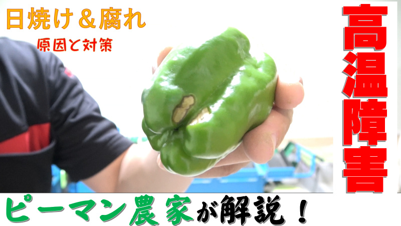 ベランダ菜園 ピーマンにてんとう虫の幼虫！ - スマフォ版 中野発あちこち