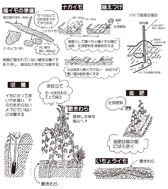 長芋・大和芋・自然薯「長芋」のページ：カカさんの作物 by 菜園ナビ