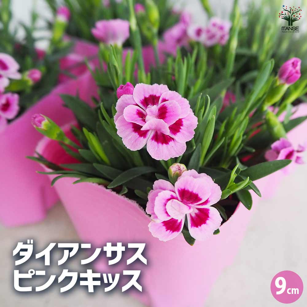 なでしこ「ピンクキッス」の育て方・お手入れ方法花のプロである生産者が教えます。 WFS