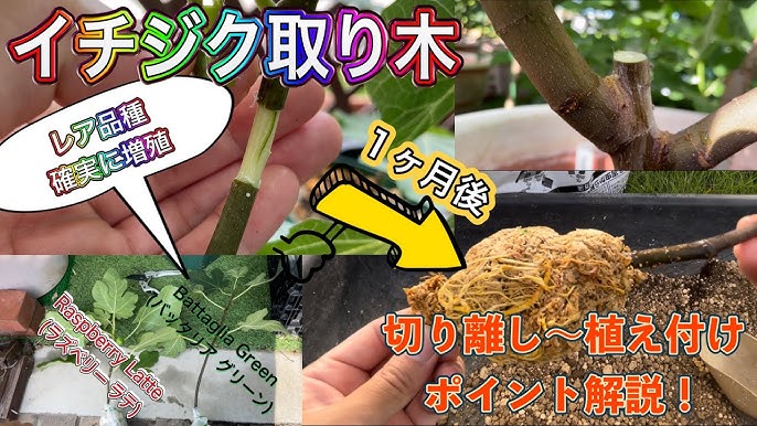 イチジク沼 室内栽培失敗したくない。水に入れて簡単発根。成功率を高めるためのポイント解説