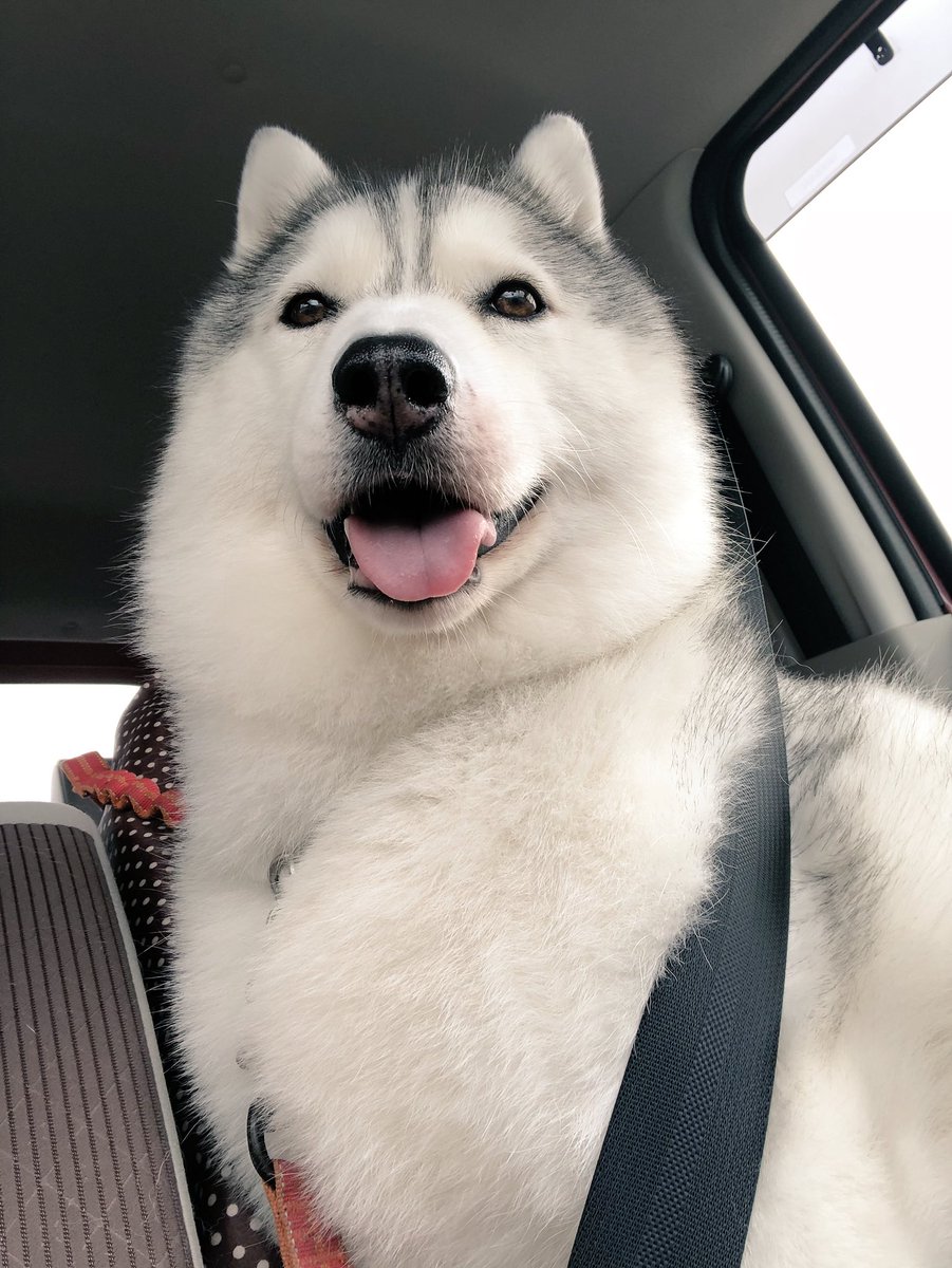 病院に向かう途中、ドッグランに行けると信じてウキウキするハスキー犬が可愛すぎる - Togetter