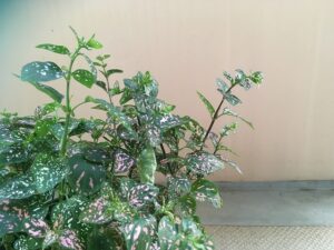 ヒポエステスを剪定してみる - seikatsu