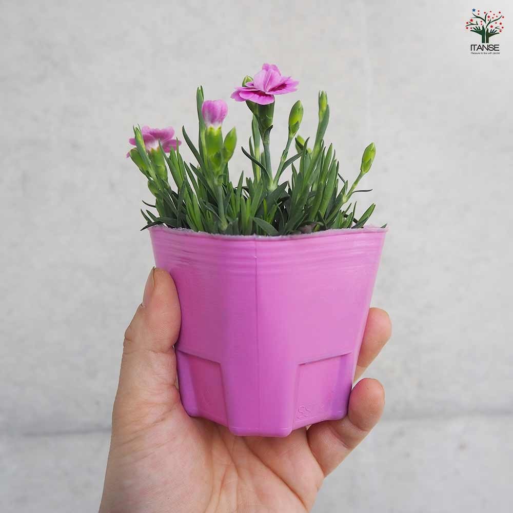 宿根リナリア’ピンクキッス’ 宿根草10.5cmポット: 大神ファームYahoo!店 - 通販 - Yahoo!ショッピング