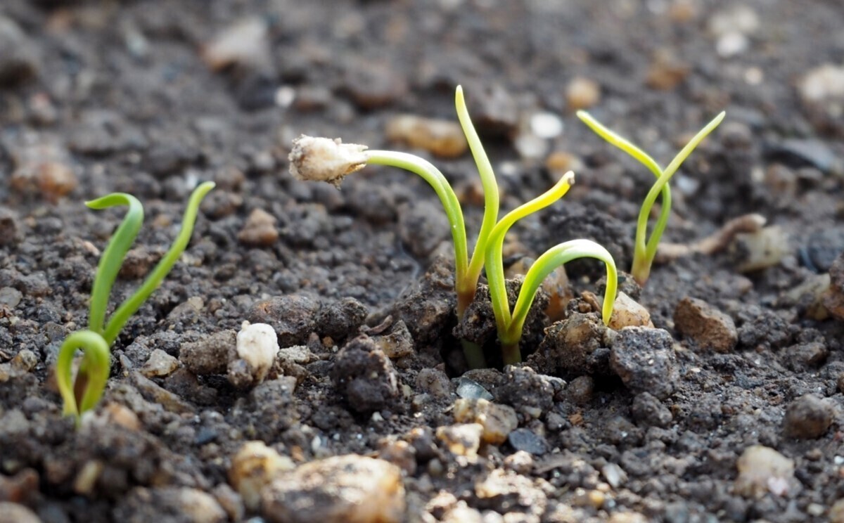 ほうれん草 芽が出たら絶対にやって欲しい3つの作業 綺麗で大きく育ちます
