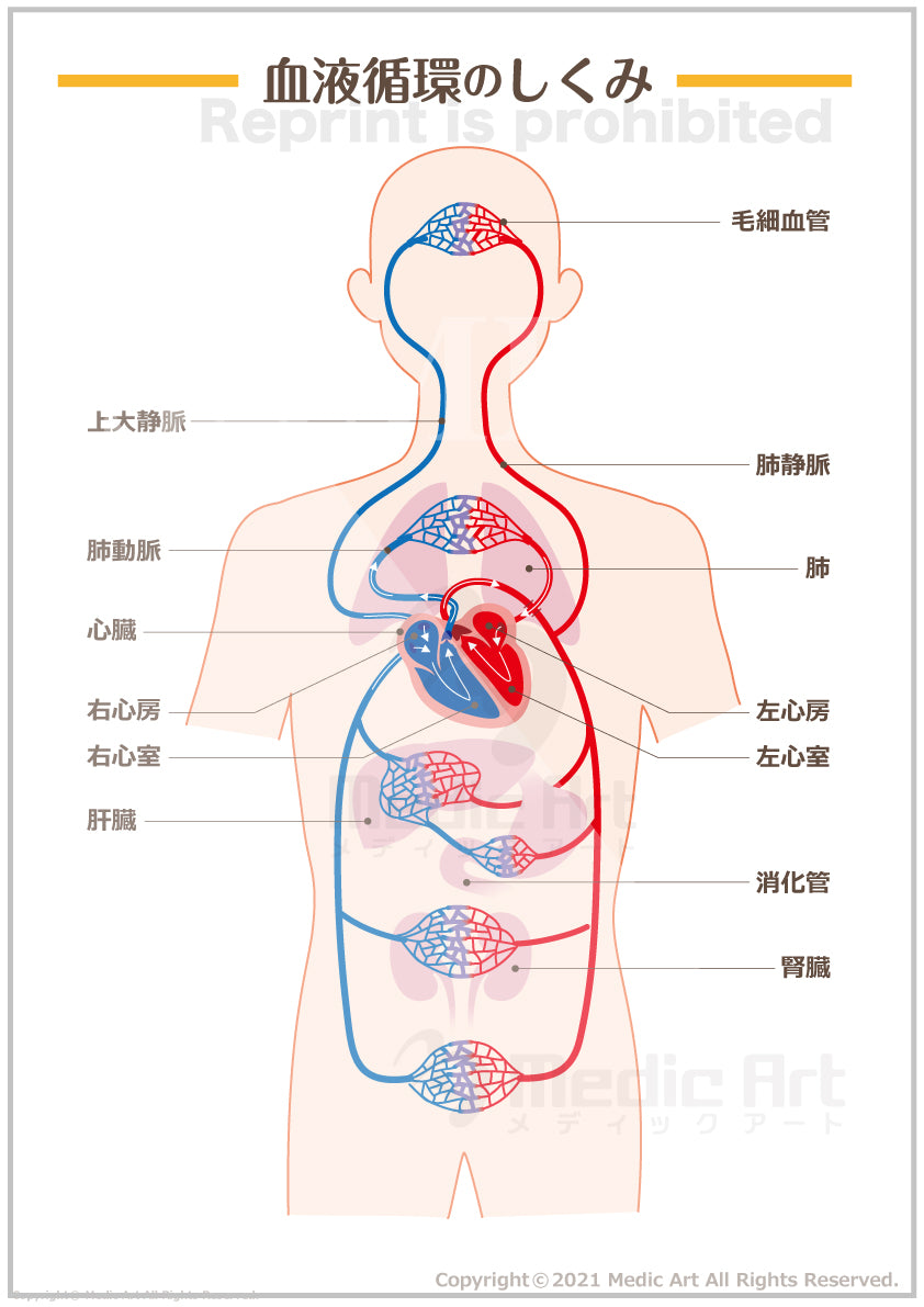 人体の血液循環・心臓の働きのイラスト素材26963611- PIXTA