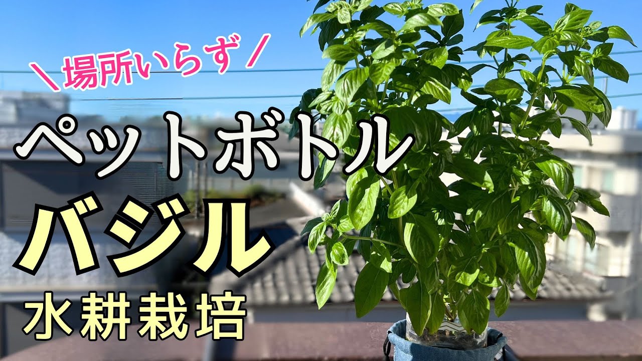 育てるグリーンペット水耕栽培日記6 酸素の出る石と容器の変更でミニトマトの根っこが元気に！フラッフィーライフ
