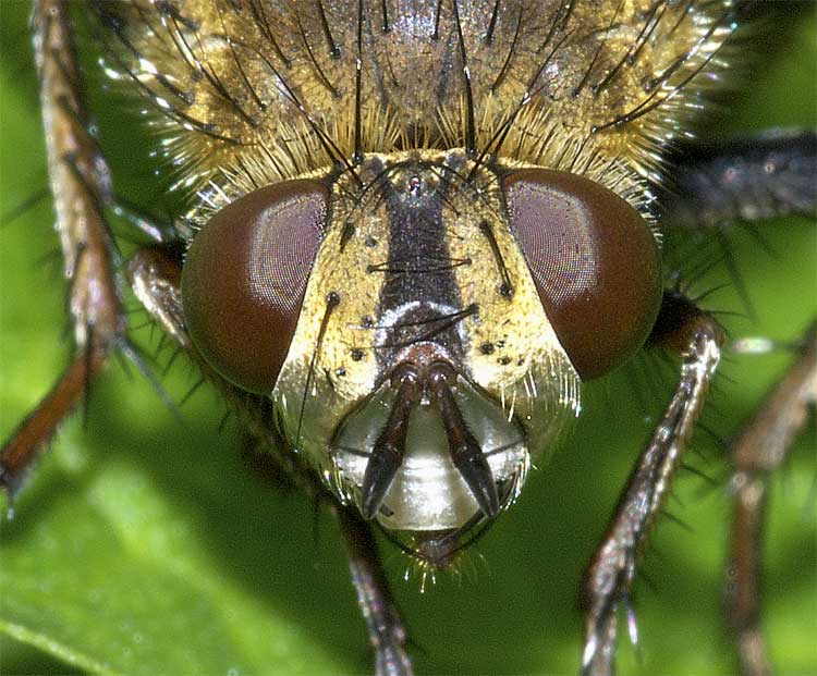 研究者たちは、ハエの幼虫がお尻でシロアリの顔を真似ているのを観察しました : r science