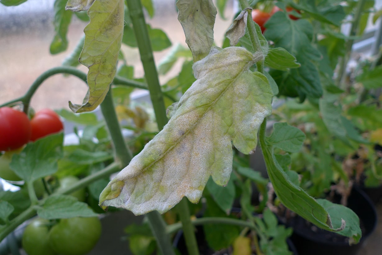 スナップエンドウのうどんこ病 - 農業屋