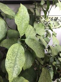 柑橘系の果樹を脅かすかいよう病の特徴と伝播の仕組み