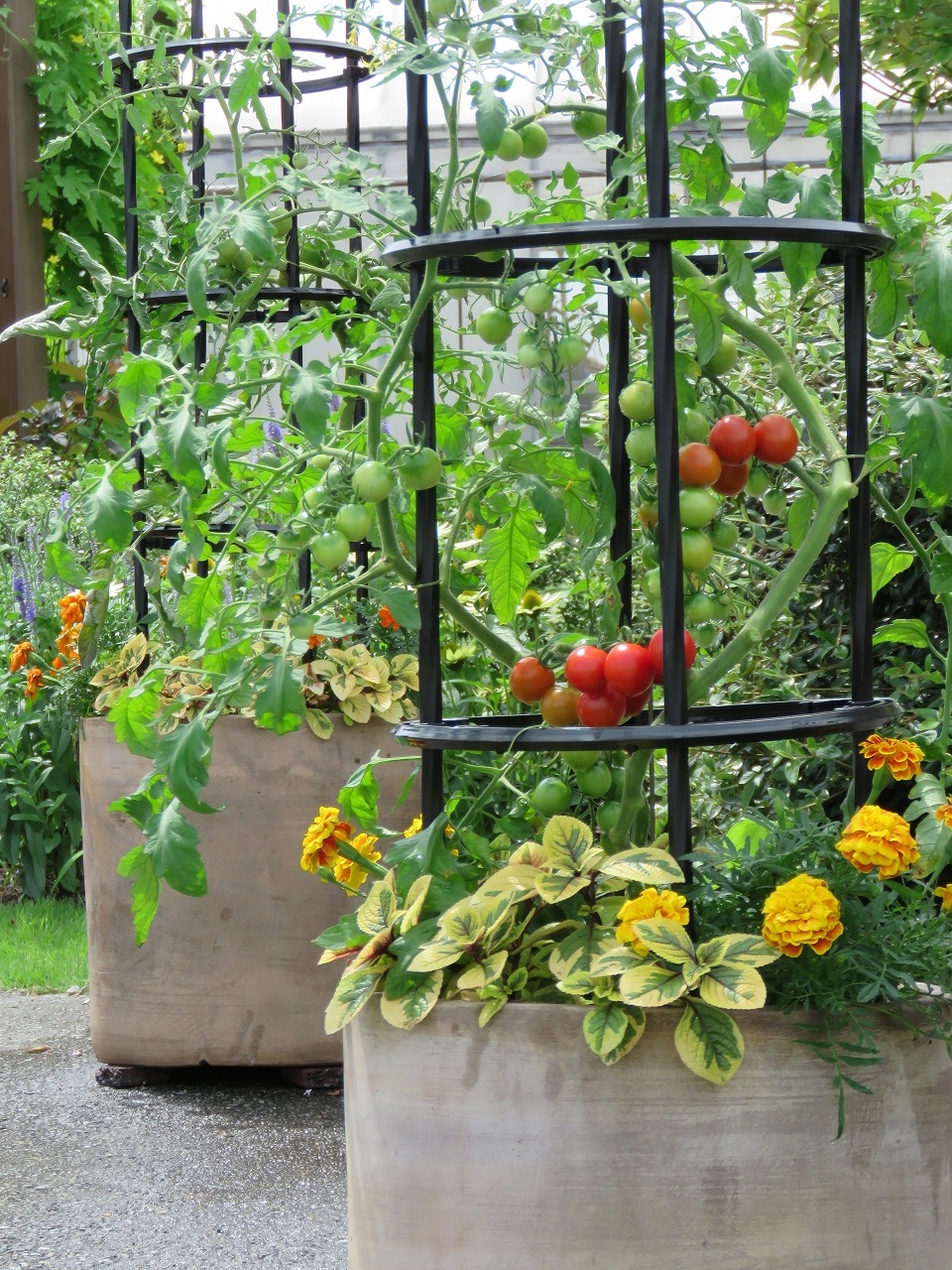 菜園を華やかに！地植えでのマリーゴールドの育て方と混植栽培のコツしま農研