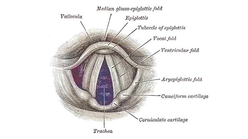 ドン・キホーテ 喉 のど の健康度福西の小笹歯科診療所、小笹院長のブログ