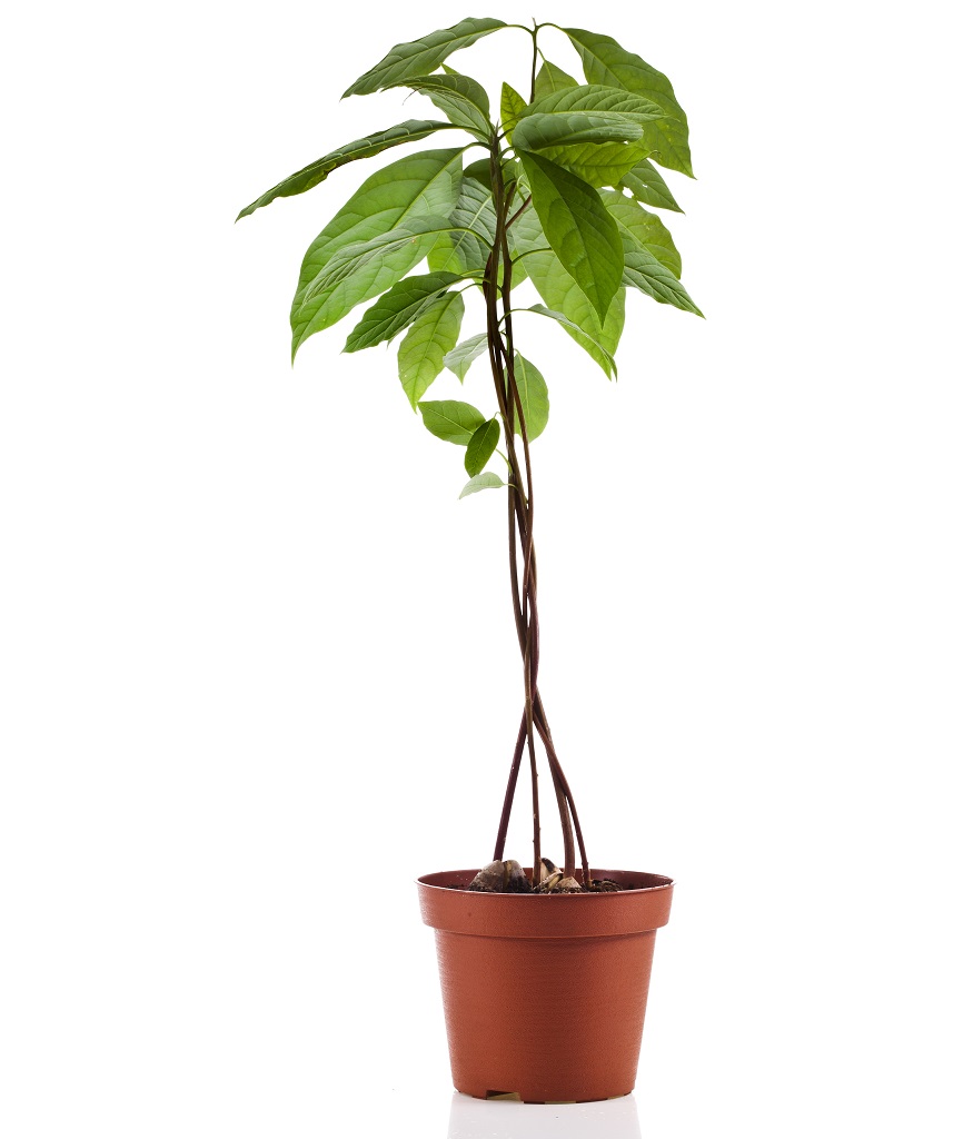 アボカドの育て方・栽培方法 植え方やお手入れのコツやポイントまで。通販 - ディノス