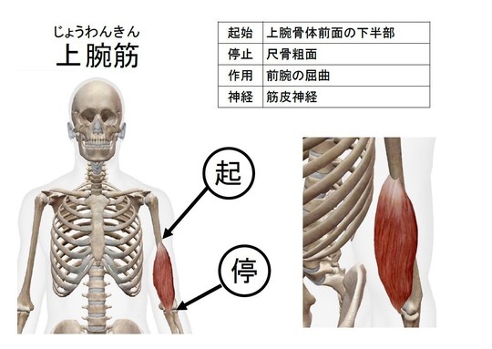上腕二頭筋長頭腱炎について熊本市北区で話題のきずな鍼灸整骨院