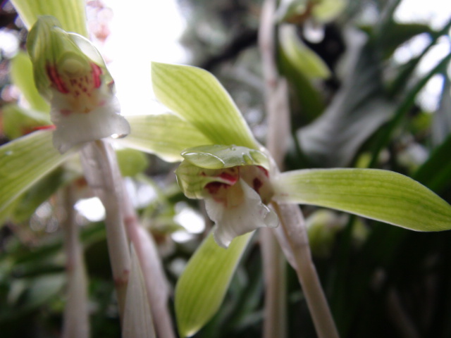 春蘭 シュンラン