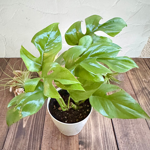 風水観葉植物つながり訪問看護ステーションのBlog