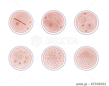 体内受精イラスト無料イラスト・フリー素材なら「イラストAC」