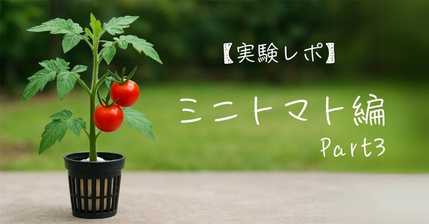 省スペースで楽しめる！ミニトマトの逆さ植え「空中栽培」～途中経過LOVEGREEN ラブグリーン