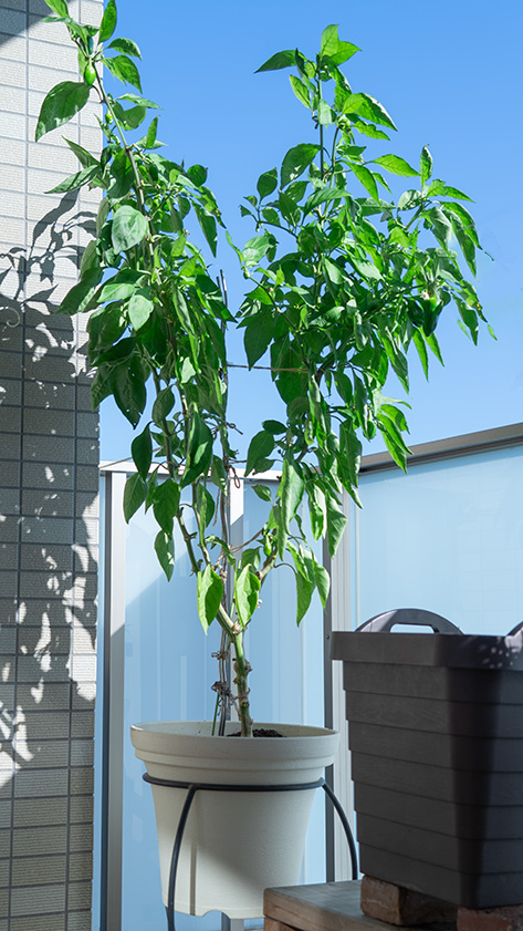 プランター栽培 ピーマンはとにかく若採り！5月〜11月まで、90個収穫。冷やしピーマンを種ごとパクリ！がおいしい