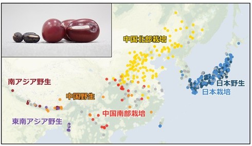 伝統を受け継ぐ極上の味、丹波大納言小豆 - ふるさと探訪全農の情報誌Apron エプロン