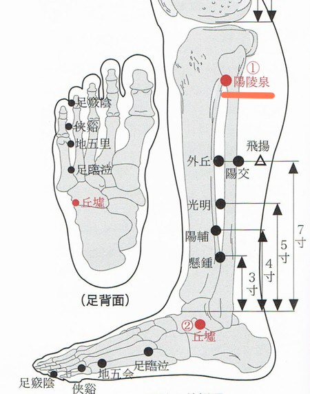 足つぼで内臓などが悪いといわれた方へ 小牧・春日井の交通事故＆ぎっくり腰の治療ならやまと接骨院へ