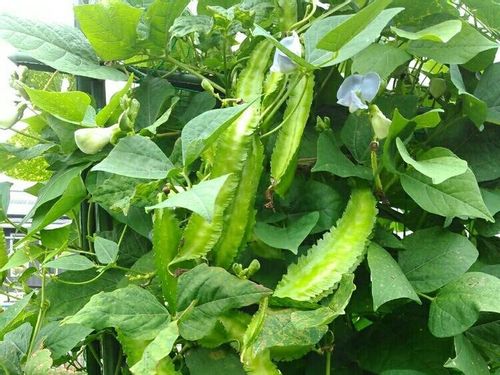 シカクマメ うりずん豆 ：沖縄の伝統野菜を味わう沖縄県 恩納村 産直市場 - おんなの駅 なかゆくい市場