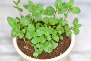 毒針を持つ蜂に刺されてしまった！刺されたときの手当てについて救急隊.com