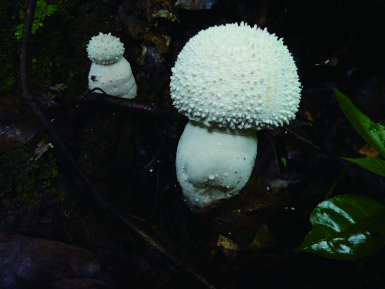 古い写真の中からみつけたいきもの 白くてつるつるのキノコは微妙な毒キノコ？ - いきもの は おもしろい