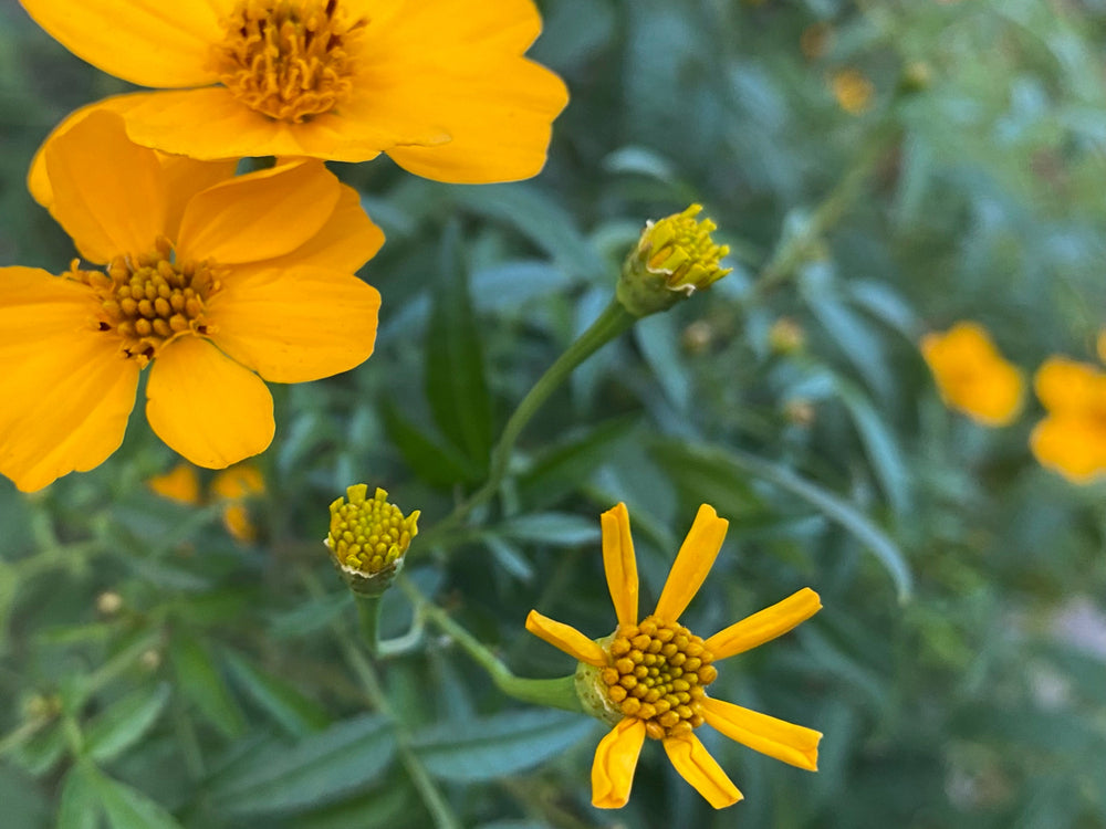 マリーゴールドの花言葉色別や誕生花、名前の由来観葉植物・お花の通販 AND PLANTSアンドプランツ